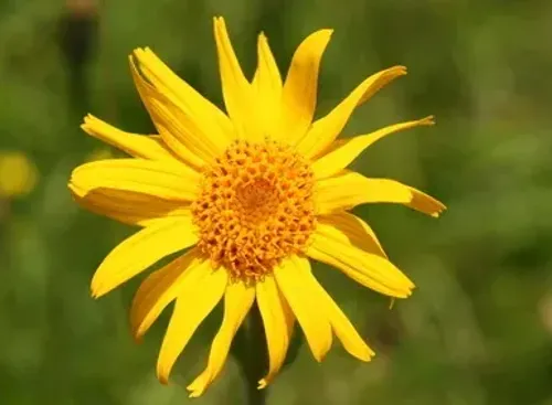 Arnika